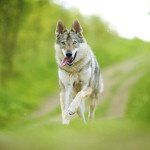 Chien loup tchecoslovaque