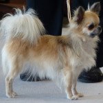 Chihuahua Poil Long