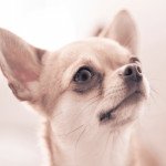Chihuahua Poil Court