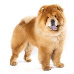 Chow chow