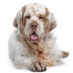 Clumber spaniel