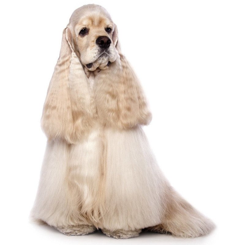 Cocker spaniel americain
