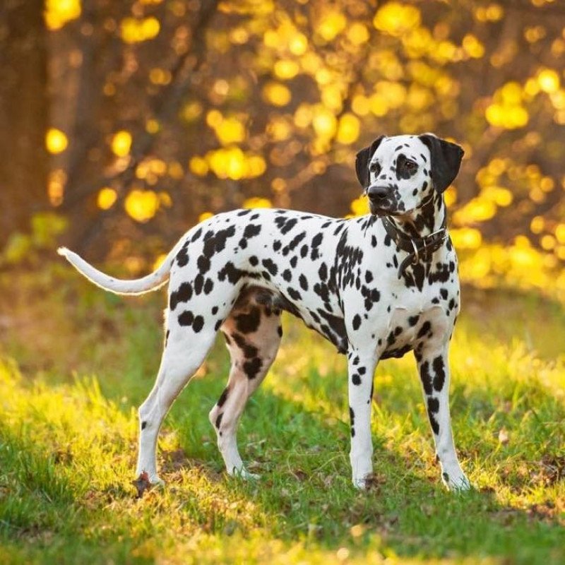Dalmatien