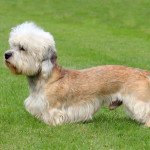 Dandie dinmont terrier