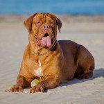 Dogue de bordeaux