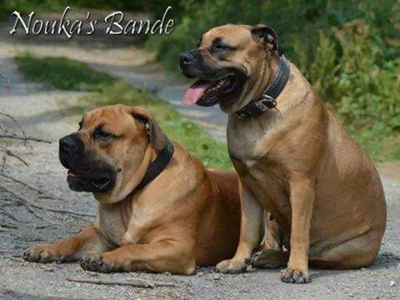 Dogue de majorque