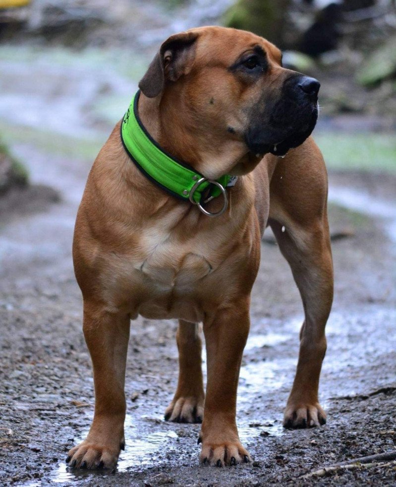 Dogue de majorque