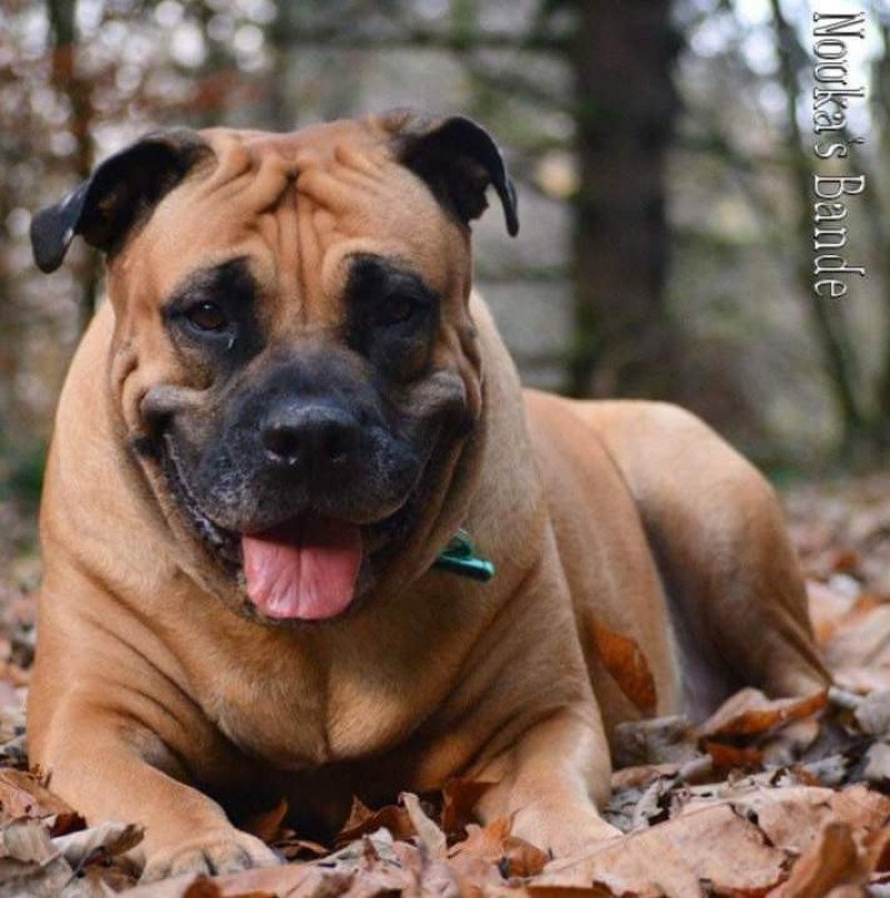 Dogue de majorque