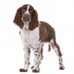 English springer spaniel