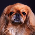 Epagneul pekinois