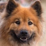 Eurasier