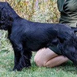 Field spaniel