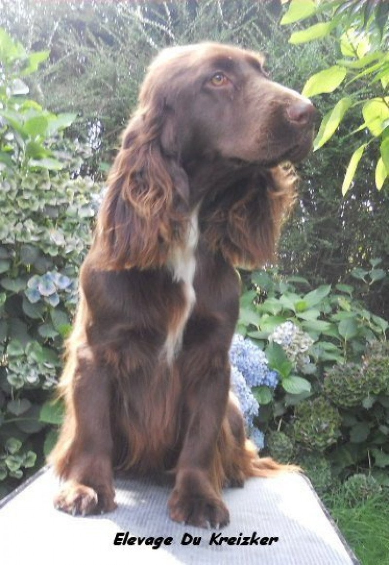 Field spaniel