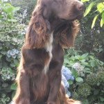 Field spaniel