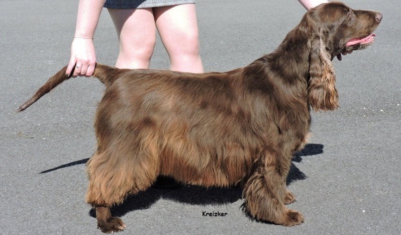 Field spaniel
