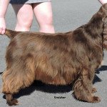 Field spaniel