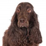 Field spaniel