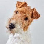 Fox terrier poil dur