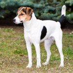 Fox terrier poil lisse