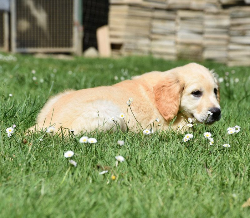 Golden retriever