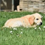 Golden retriever