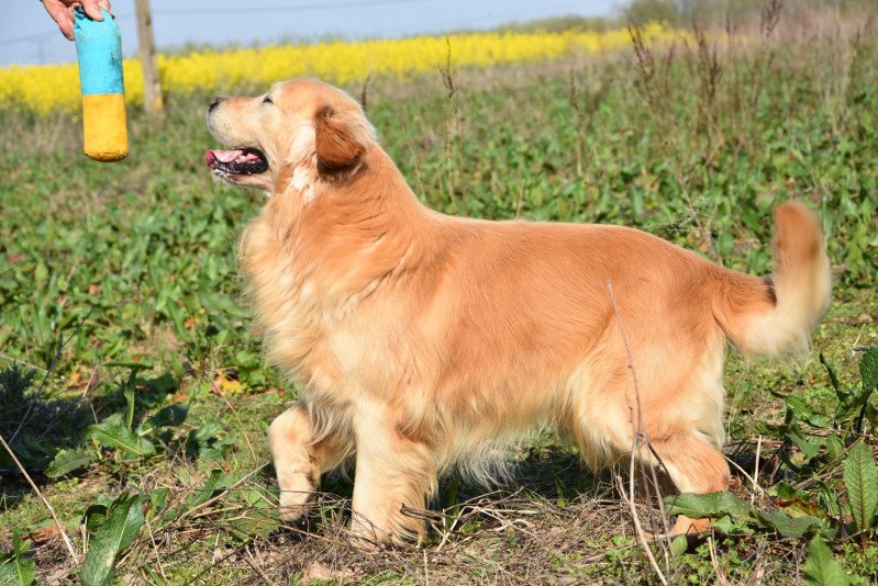 Golden retriever