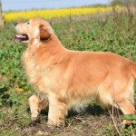 Golden retriever