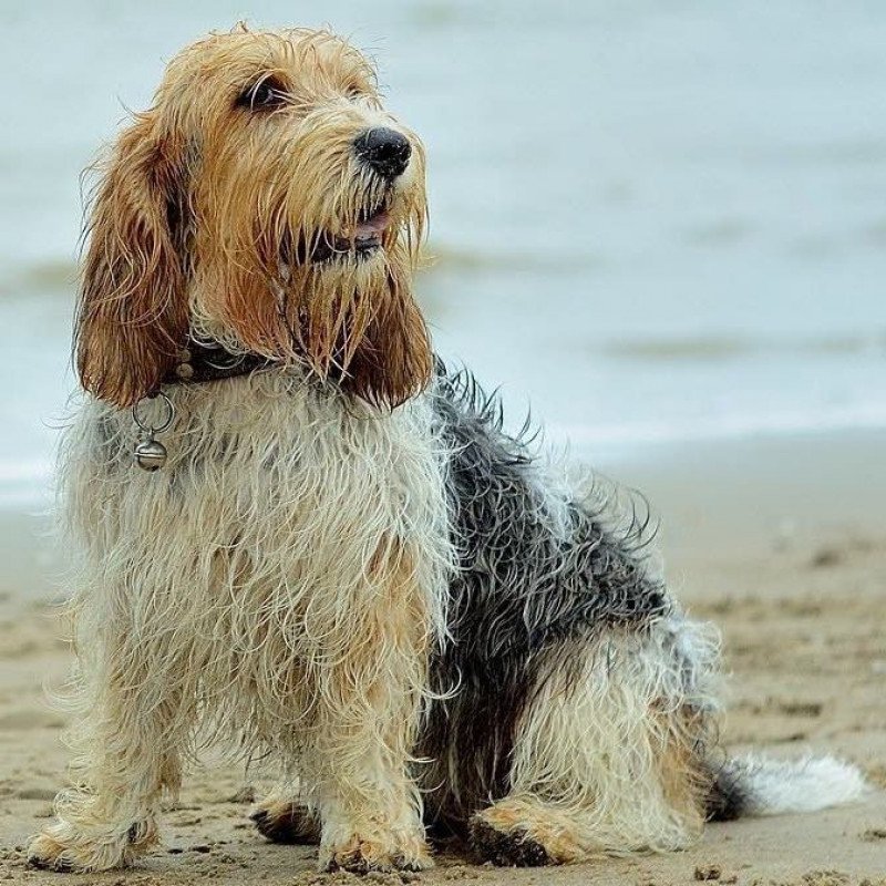 Grand basset griffon vendeen