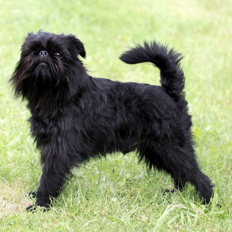 Griffon belge