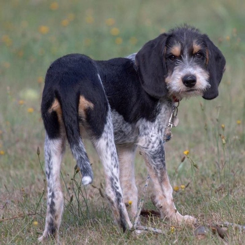 Griffon bleu de gascogne