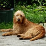 Griffon fauve de bretagne