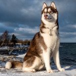 Husky de siberie