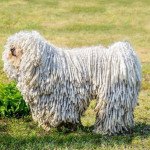 Komondor