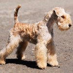 Lakeland terrier