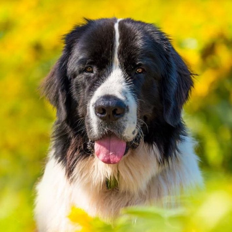 Landseer