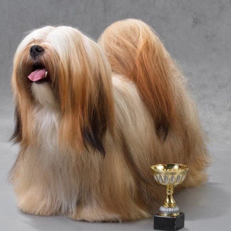 Lhassa apso