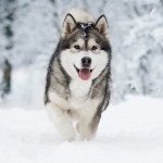 Malamute de l'alaska