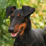 Manchester terrier