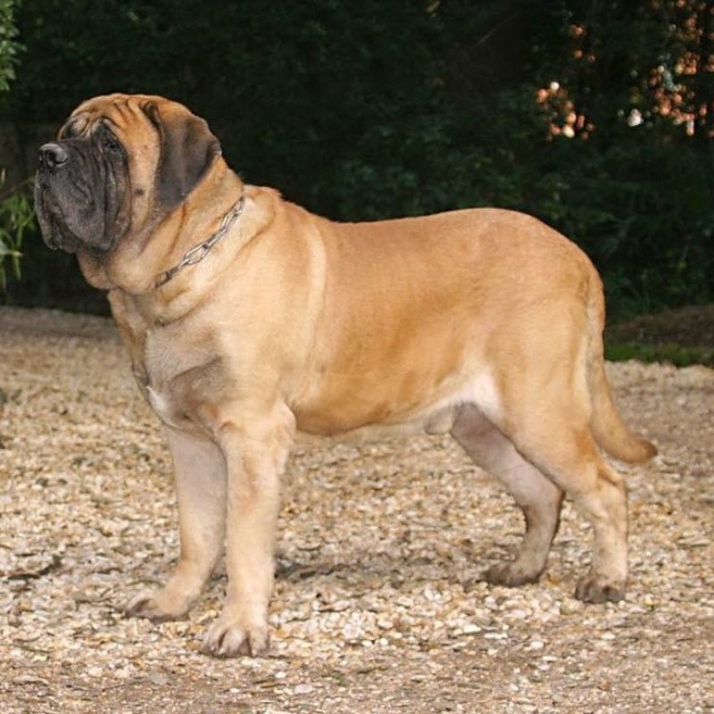 Mastiff