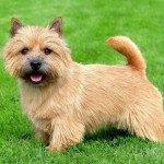 Norwich terrier