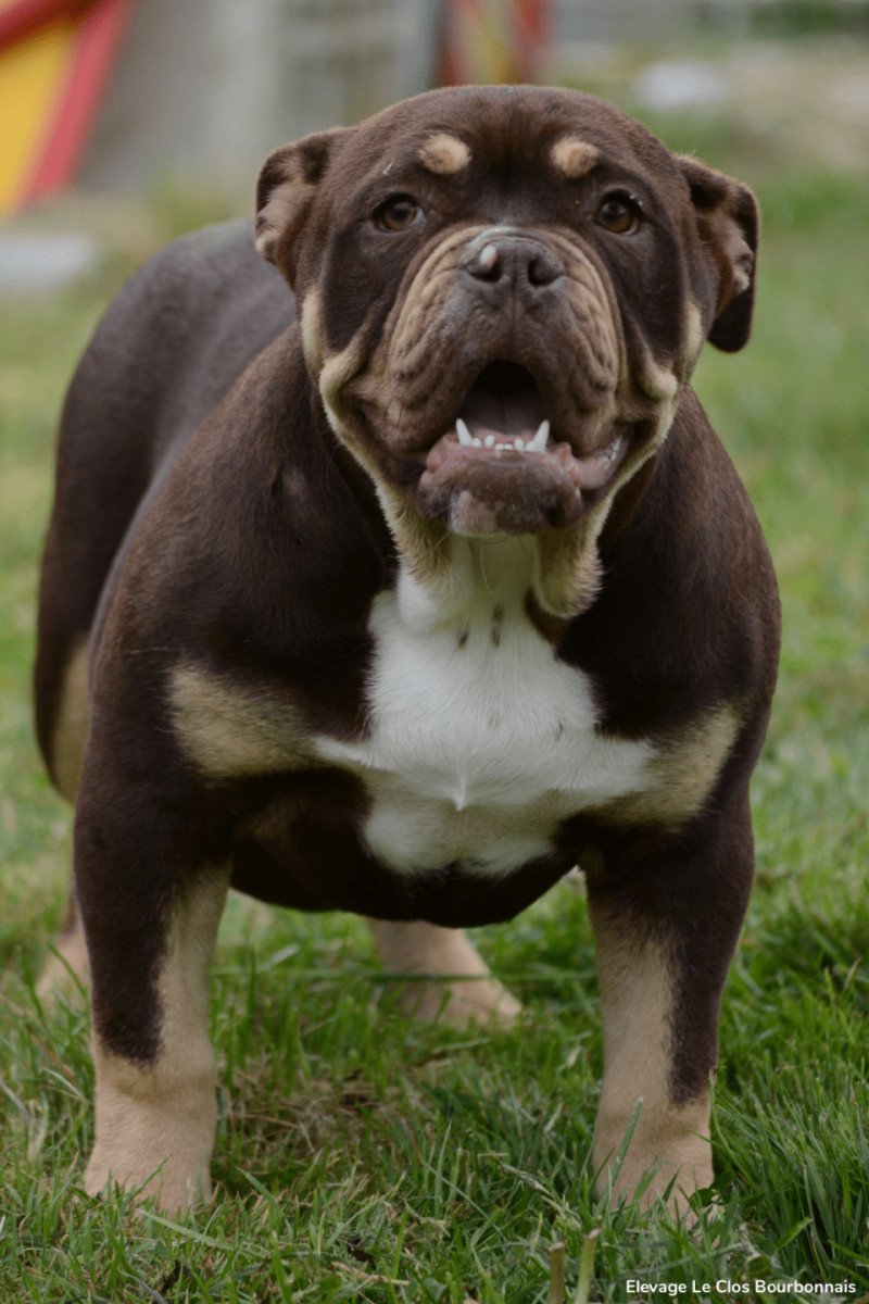 Olde English Bulldogge