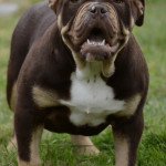 Olde English Bulldogge