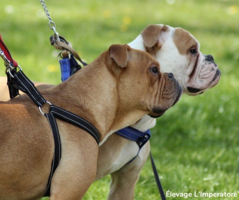 Olde English Bulldogge