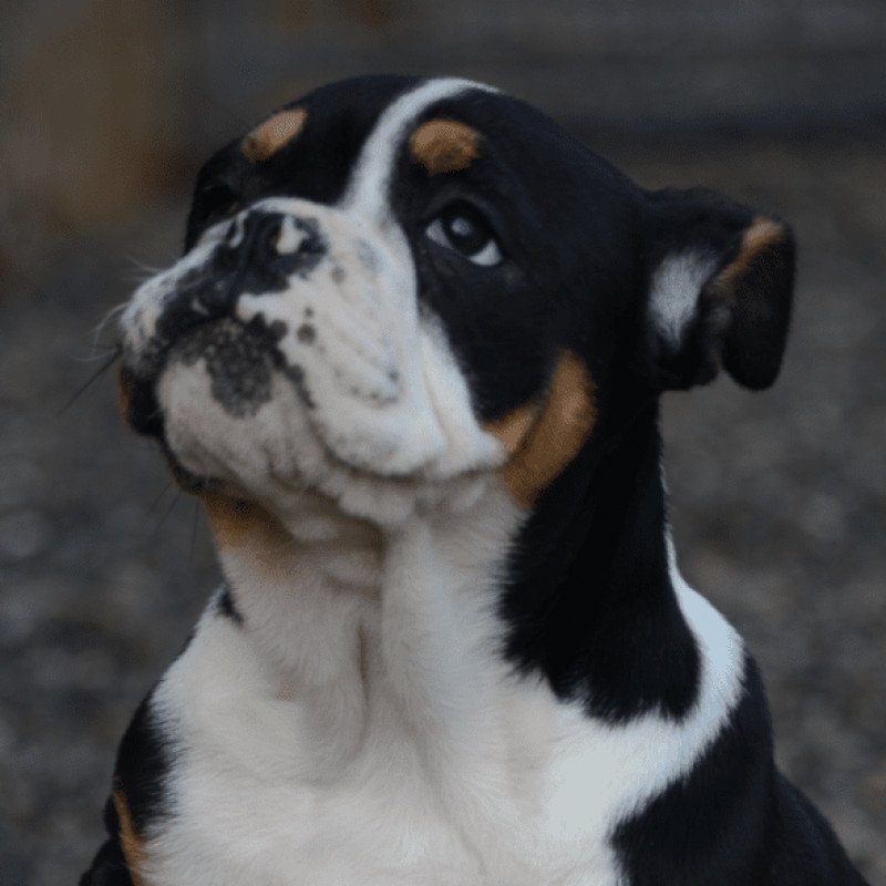 Olde English Bulldogge