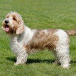 Petit basset griffon vendeen