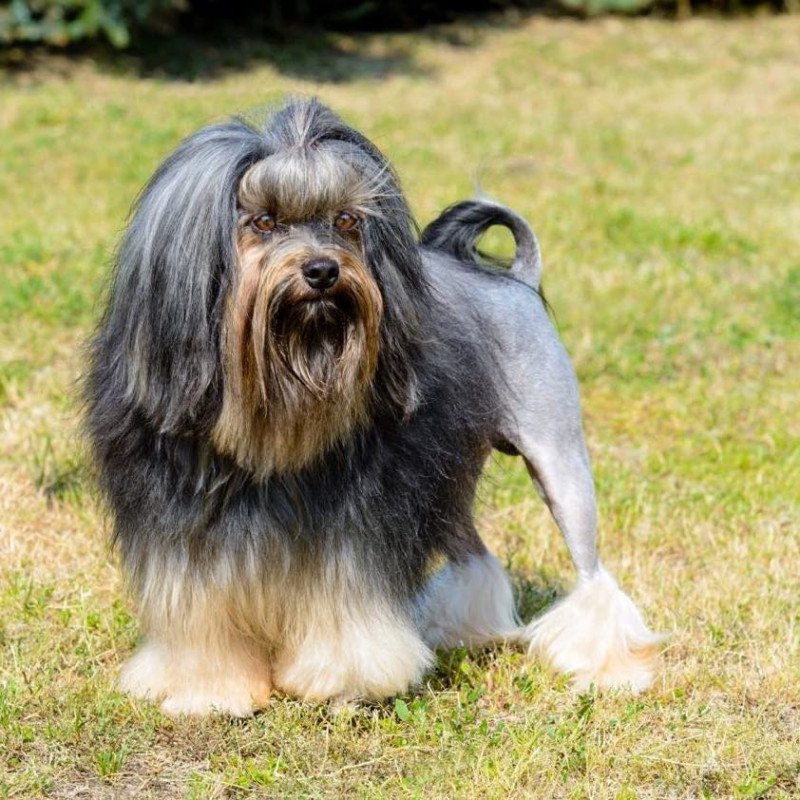 Petit chien lion