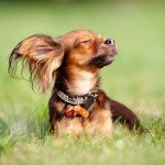 Petit chien russe