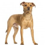 Pinscher allemand