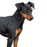 Pinscher nain