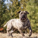 Presa canario